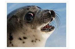 Mablethorpe Seal Sanctuary